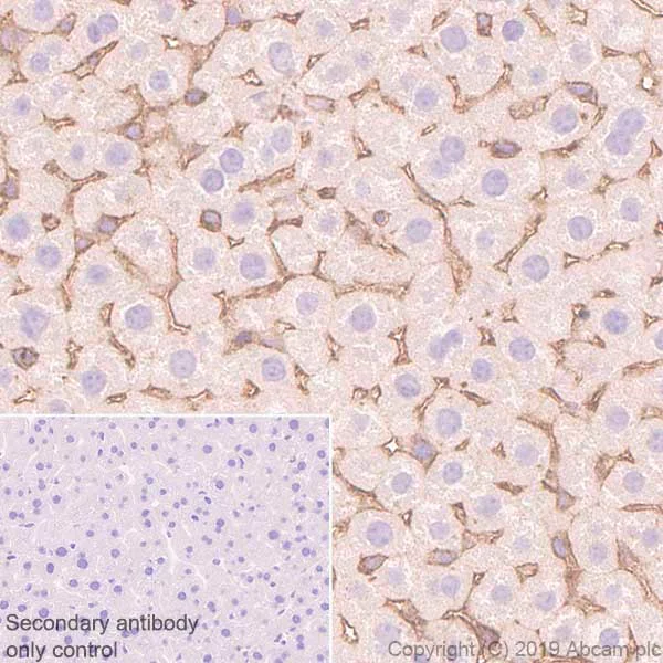 Immunohistochemistry (Formalin/PFA-fixed paraffin-embedded sections) - Anti-CASK antibody [K56A/50] - BSA and Azide free (AB255764)