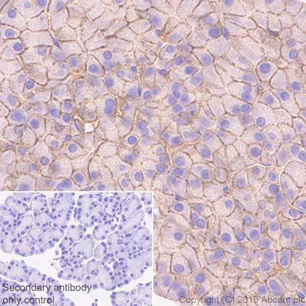 Immunohistochemistry (Formalin/PFA-fixed paraffin-embedded sections) - Anti-CASK antibody [K56A/50] - BSA and Azide free (AB255764)
