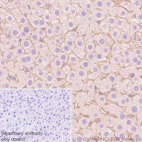 Immunohistochemistry (Formalin/PFA-fixed paraffin-embedded sections) - Anti-CASK antibody [K56A/50] - BSA and Azide free (AB255764)
