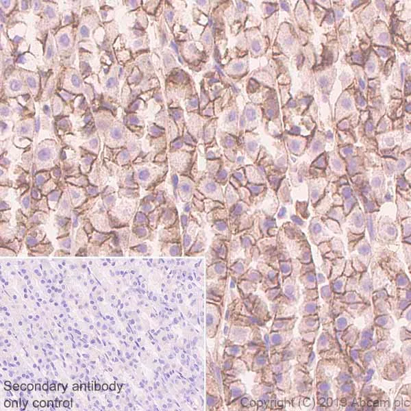Immunohistochemistry (Formalin/PFA-fixed paraffin-embedded sections) - Anti-CASK antibody [K56A/50] - BSA and Azide free (AB255764)