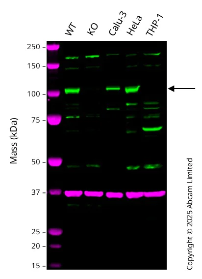 Western blot - Anti-CASK antibody [K56A/50] - BSA and Azide free (AB255764)