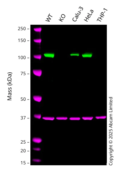 Western blot - Anti-CASK antibody [K56A/50] - BSA and Azide free (AB255764)