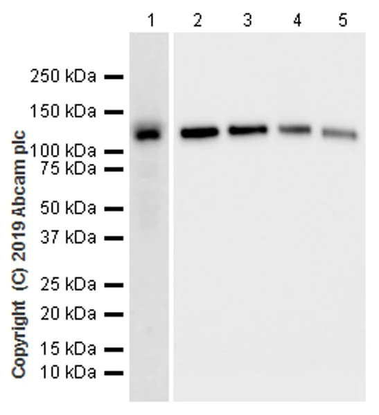 Western blot - Anti-CASK antibody [K56A/50] - BSA and Azide free (AB255764)