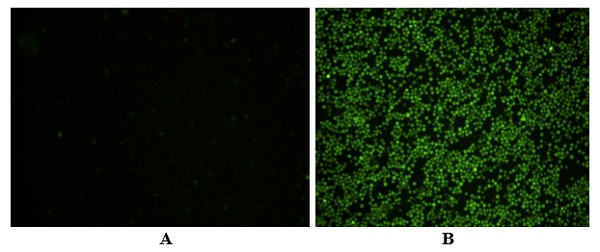 Fluorescence Microscopy - Caspase-1 (active) Staining Kit - Green Fluorescence (AB219935), expandable thumbnail