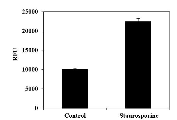 Functional Studies - Caspase-1 (active) Staining Kit - Green Fluorescence (AB219935), expandable thumbnail