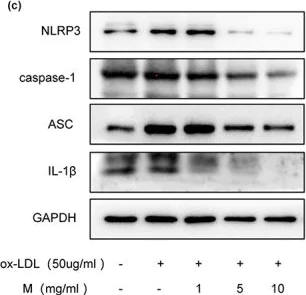 Western blot - Anti-Caspase-1 antibody (AB138483)