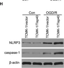 Western blot - Anti-Caspase-1 antibody (AB138483)