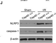 Western blot - Anti-Caspase-1 antibody (AB138483)