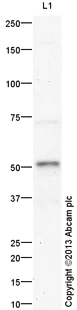 Western blot - Anti-Caspase-1 antibody (AB138483)