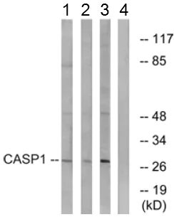 Western blot - Anti-Caspase-1 antibody (AB62698)