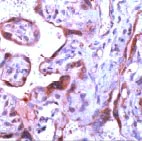 Immunohistochemistry (Formalin/PFA-fixed paraffin-embedded sections) - Anti-Caspase-1 antibody (AB74279)