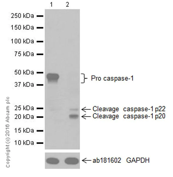 Western blot - Anti-Caspase-1 antibody [EPR19672] (AB207802)