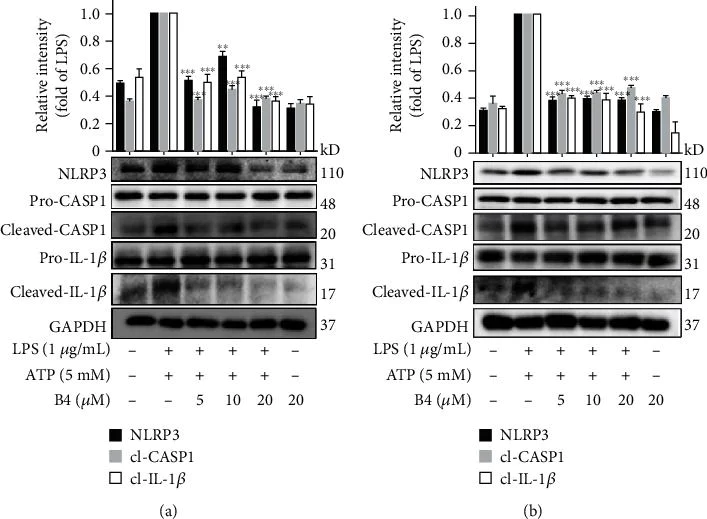 Western blot - Anti-Caspase-1 antibody [EPR19672] (AB207802)