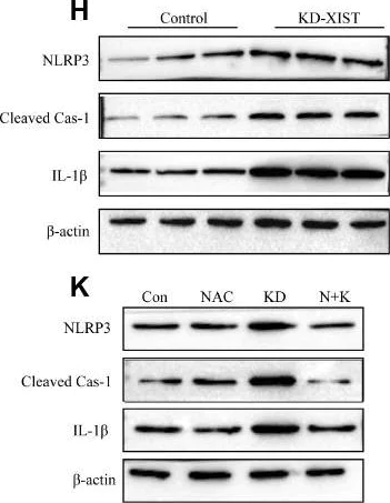 Western blot - Anti-Caspase-1 antibody [EPR19672] - BSA and Azide free (AB238979)