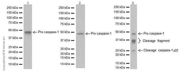 Western blot - Anti-Caspase-1 antibody [EPR19672] - BSA and Azide free (AB238979)