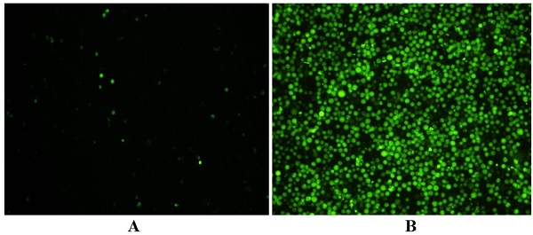 Fluorescence Microscopy - Caspase-10 (active) Staining Kit - Green Fluorescence (AB219937), expandable thumbnail