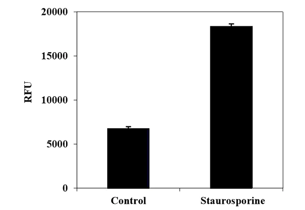 Functional Studies - Caspase-10 (active) Staining Kit - Green Fluorescence (AB219937)