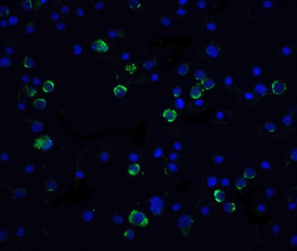 Immunocytochemistry - Anti-Caspase-10/CASP-10 antibody (AB2012)