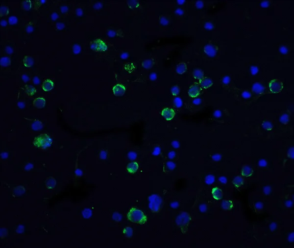Immunocytochemistry - Anti-Caspase-10/CASP-10 antibody (AB2012)