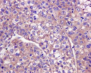Immunohistochemistry (Formalin/PFA-fixed paraffin-embedded sections) - Anti-Caspase-10/CASP-10 antibody [EPR10890] - BSA and Azide free (AB249980)