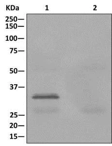 Immunoprecipitation - Anti-Caspase-10/CASP-10 antibody [EPR10890] - BSA and Azide free (AB249980)