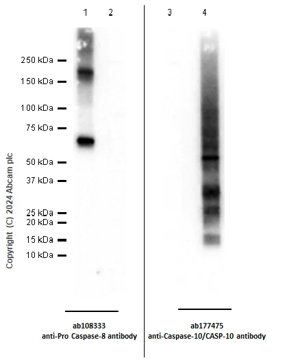 Western blot - Anti-Caspase-10/CASP-10 antibody [EPR10890] - BSA and Azide free (AB249980)