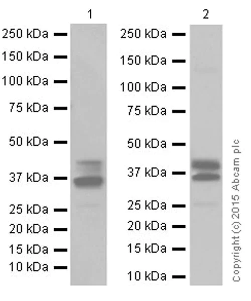 Western blot - Anti-Caspase-11 antibody [EPR18628] (AB180673)