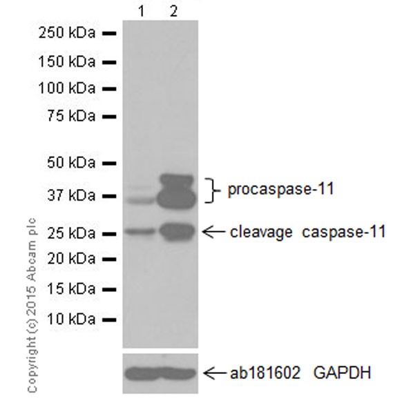 Western blot - Anti-Caspase-11 antibody [EPR18628] (AB180673)