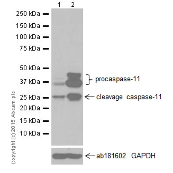 Western blot - Anti-Caspase-11 antibody [EPR18628] (AB180673)