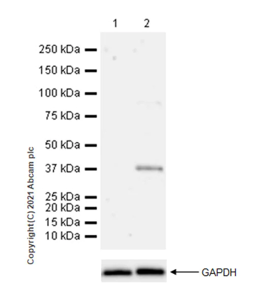 Western blot - Anti-Caspase-11 antibody [EPR22717-11] - BSA and Azide free (AB270036)