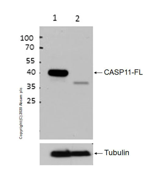 Western blot - Anti-Caspase-11 antibody [EPR22717-11] - BSA and Azide free (AB270036)