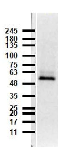 Western blot - Anti-Caspase-12 antibody (AB235180)