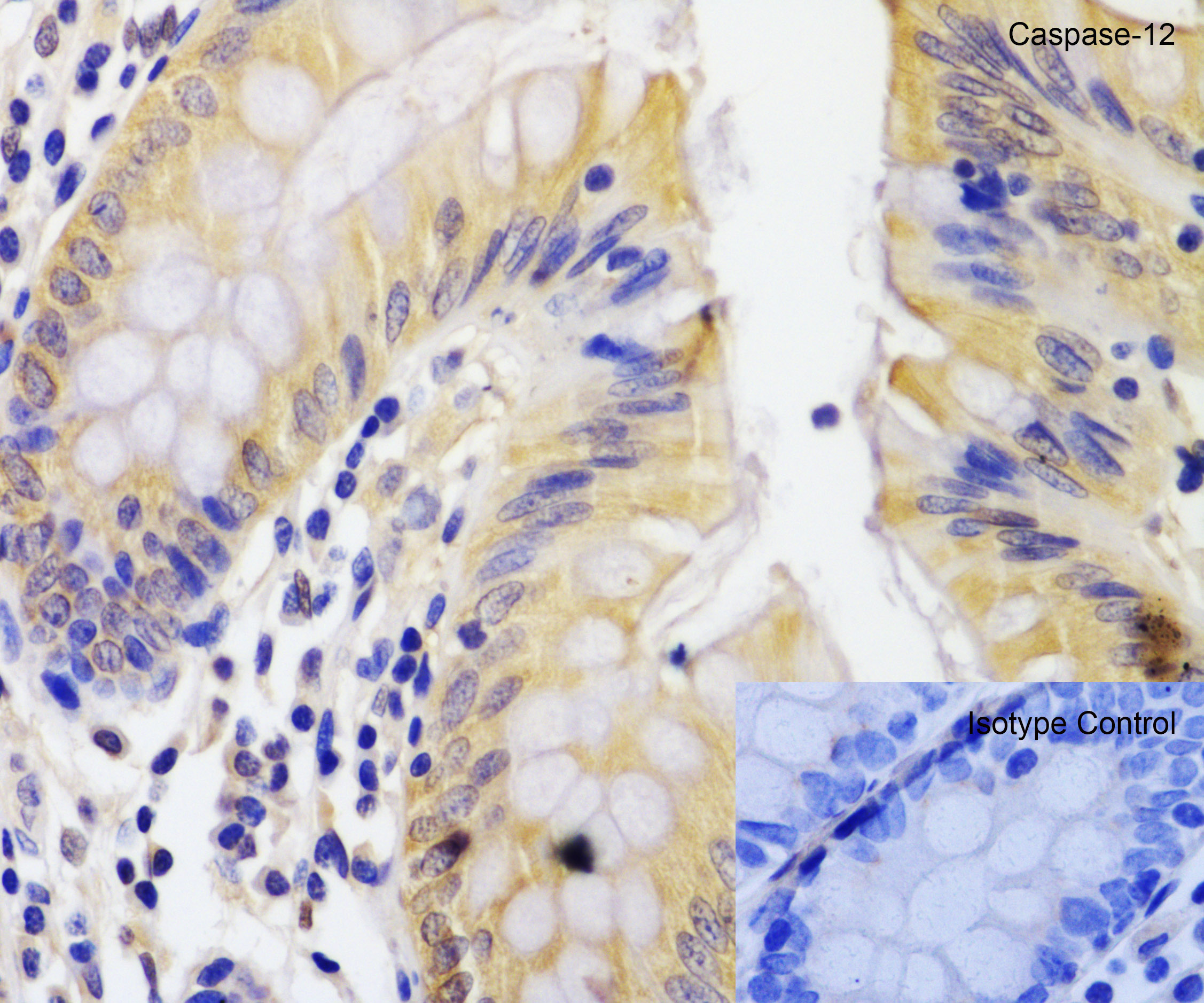 Immunohistochemistry (Formalin/PFA-fixed paraffin-embedded sections) - Anti-Caspase-12 antibody (ab62484), expandable thumbnail
