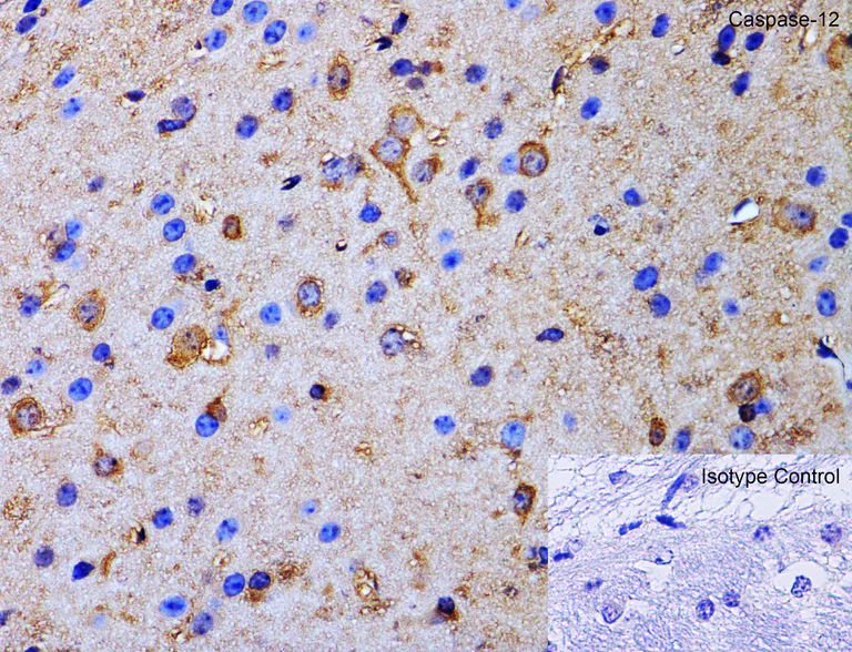 Immunohistochemistry (Formalin/PFA-fixed paraffin-embedded sections) - Anti-Caspase-12 antibody (AB62484)