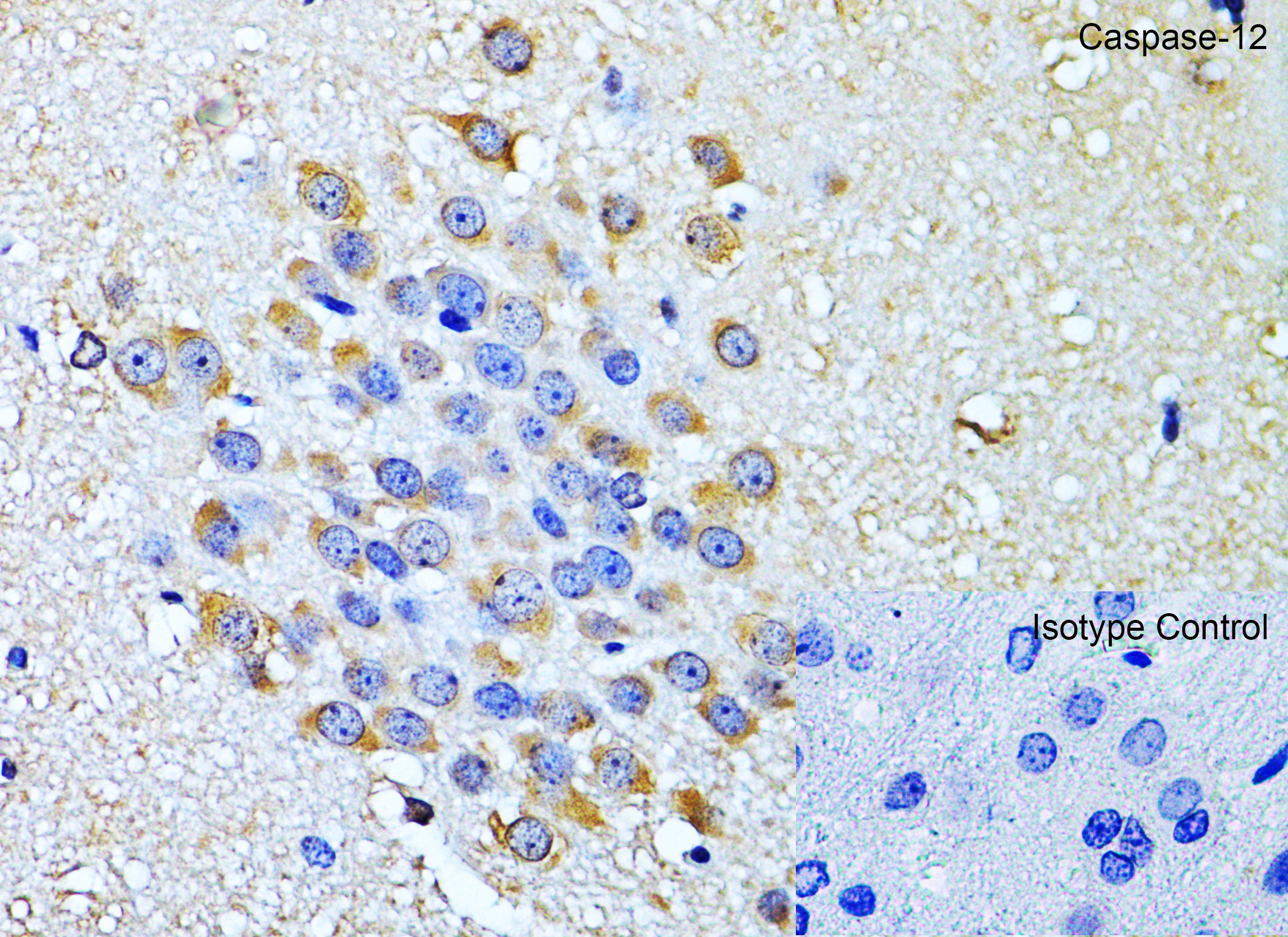 Immunohistochemistry (Formalin/PFA-fixed paraffin-embedded sections) - Anti-Caspase-12 antibody (AB62484), expandable thumbnail