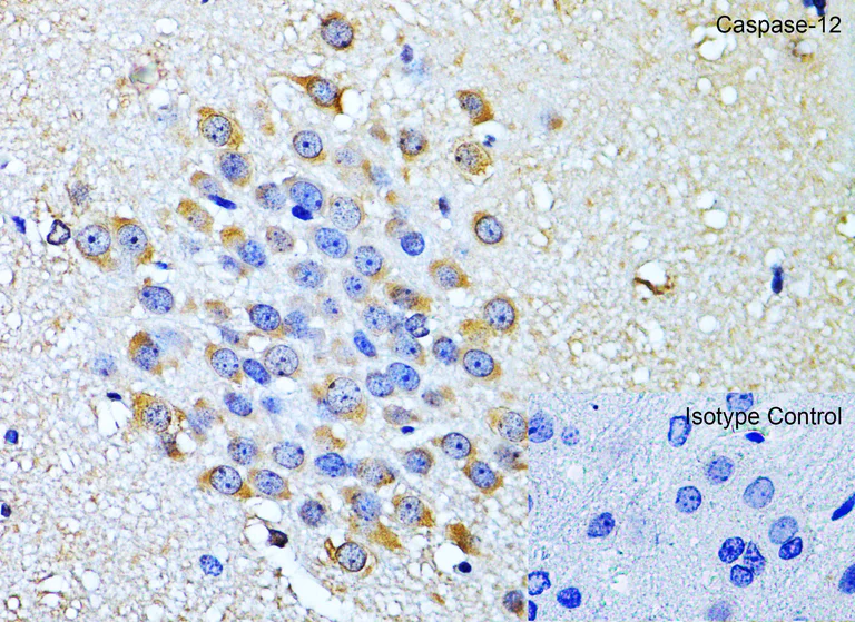Immunohistochemistry (Formalin/PFA-fixed paraffin-embedded sections) - Anti-Caspase-12 antibody (AB62484)