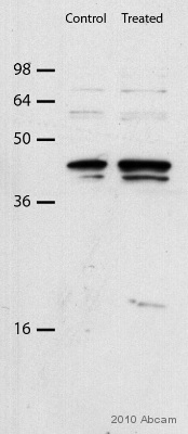 Western blot - Anti-Caspase-12 antibody (AB62484), expandable thumbnail