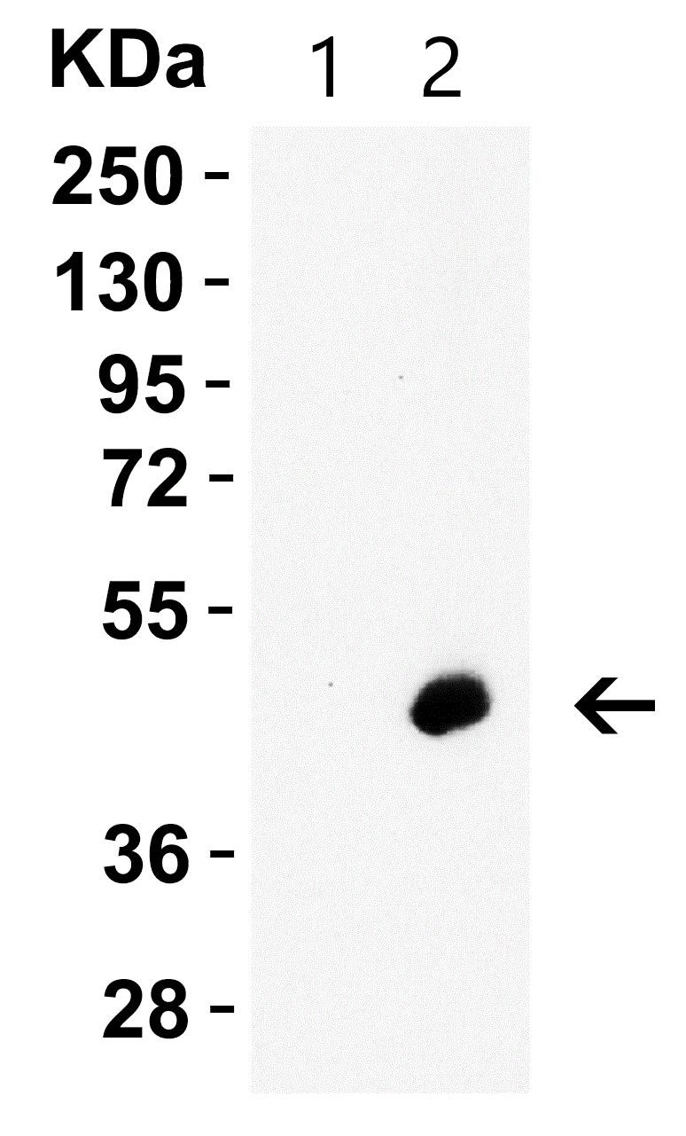 Western blot - Anti-Caspase-12 antibody (ab62484), expandable thumbnail