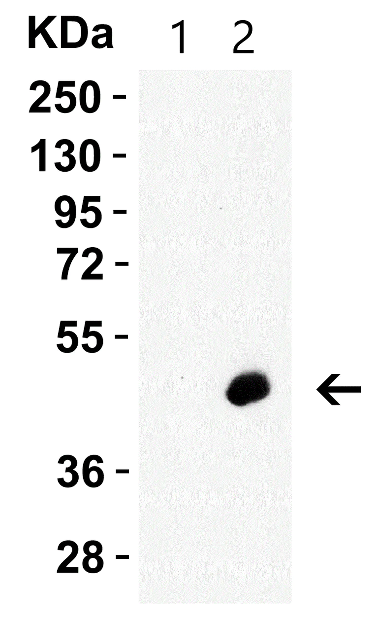 Western blot - Anti-Caspase-12 antibody (AB62484)