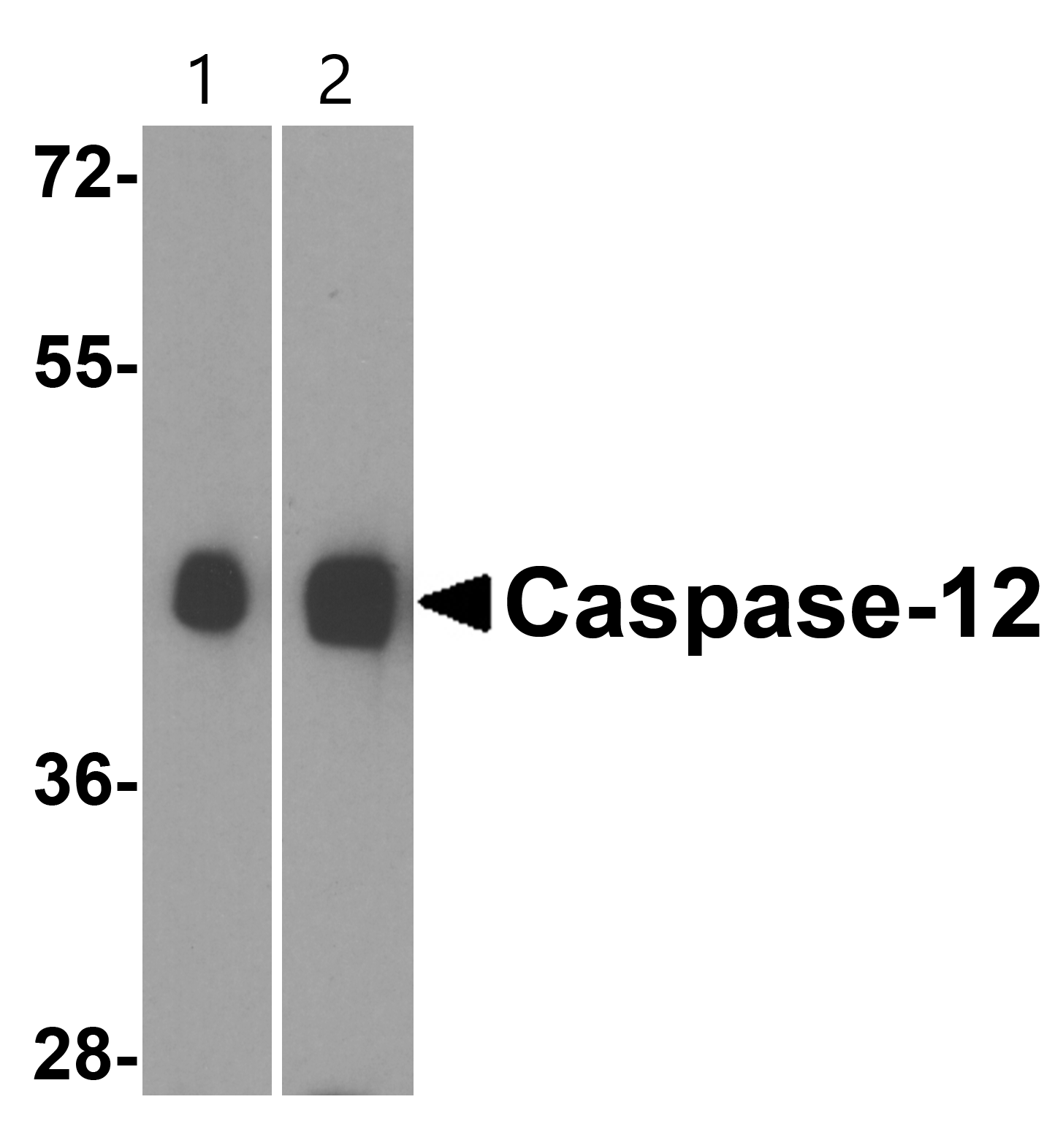 Western blot - Anti-Caspase-12 antibody (AB62484), expandable thumbnail
