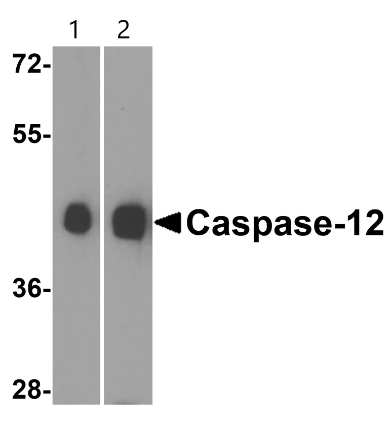 Western blot - Anti-Caspase-12 antibody (AB62484)
