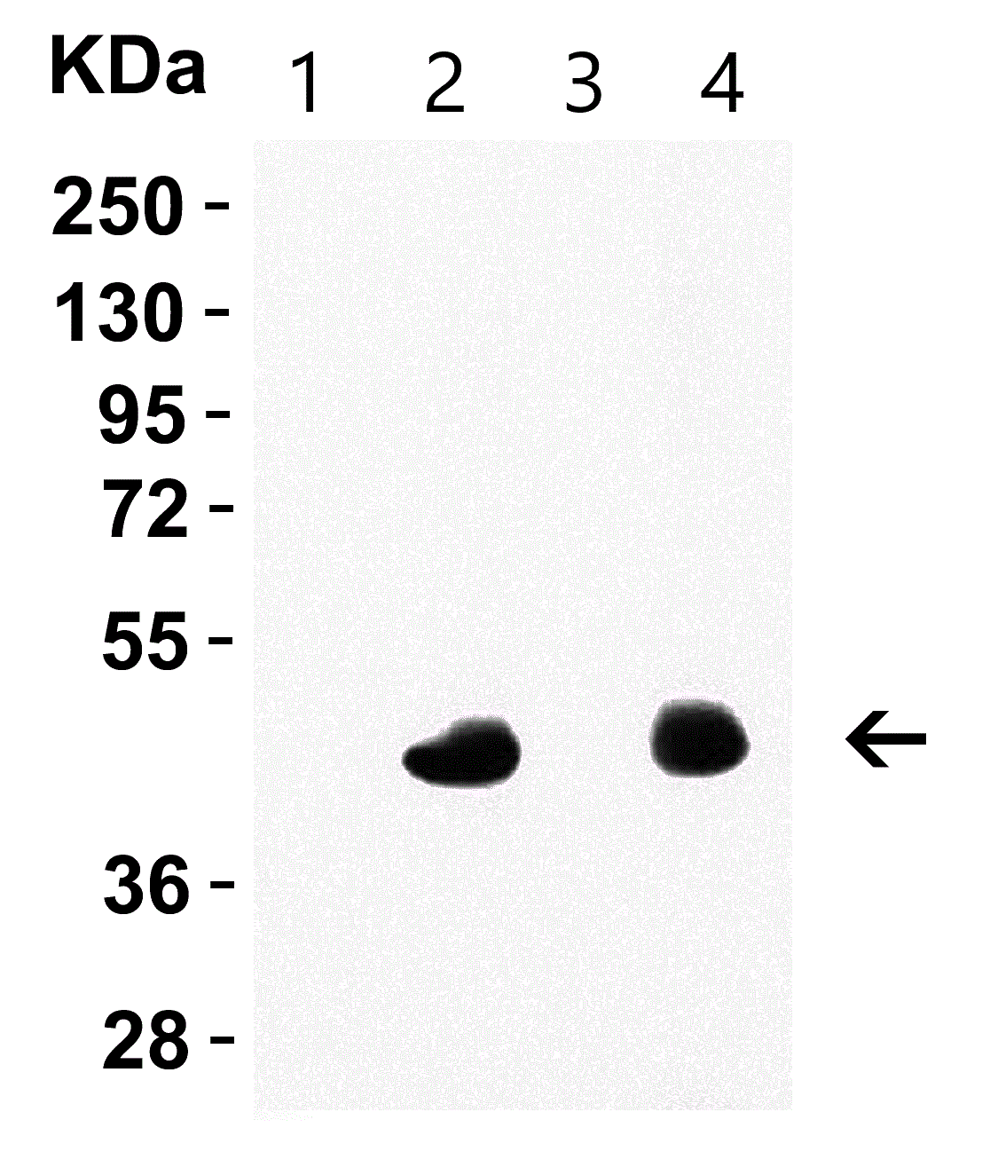 Western blot - Anti-Caspase-12 antibody (AB62484), expandable thumbnail