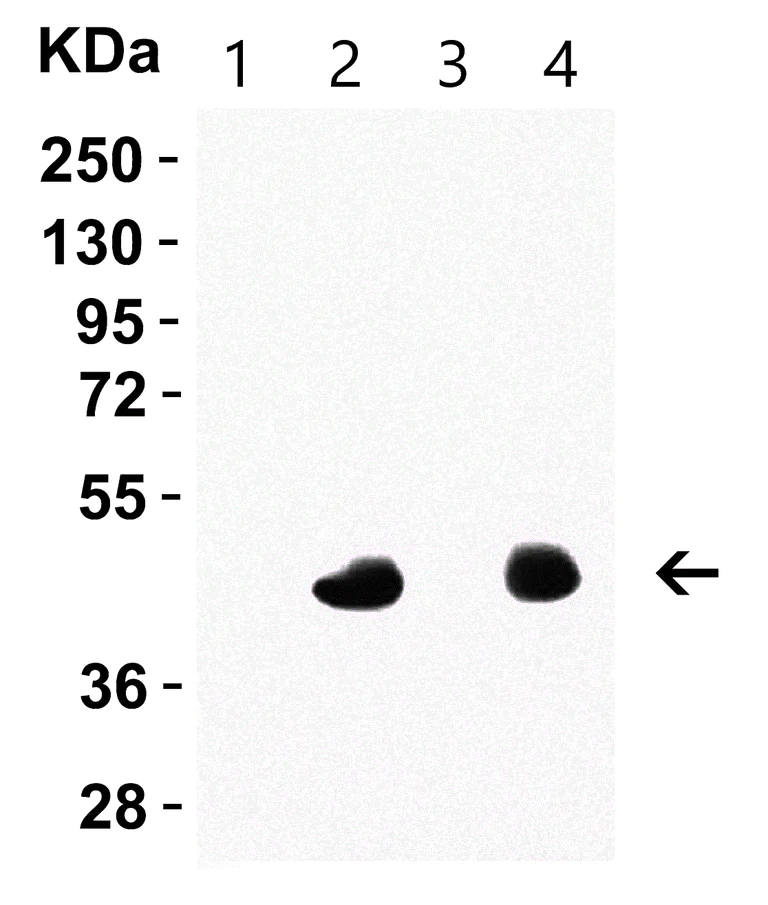 Western blot - Anti-Caspase-12 antibody (AB62484)