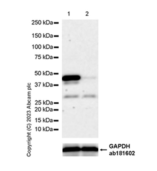 Western blot - Anti-Caspase-12 antibody [EPR27005-83] (AB315271)
