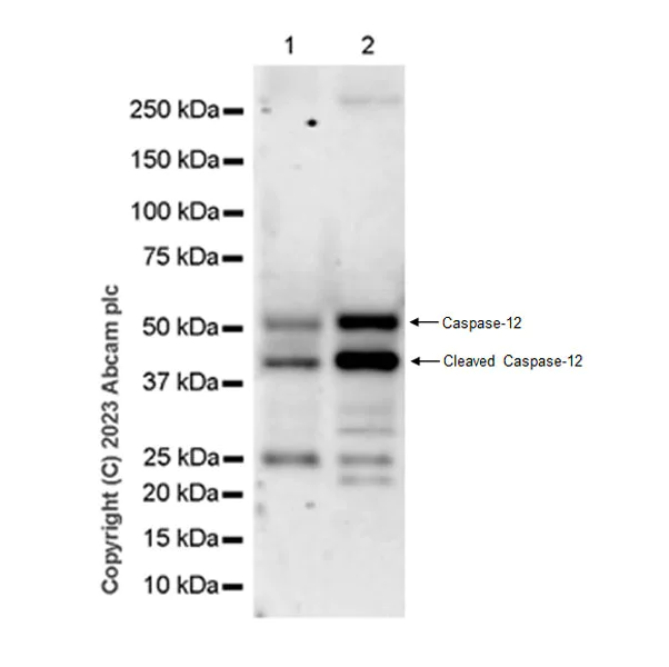 Western blot - Anti-Caspase-12 antibody [EPR27005-83] - BSA and Azide free (AB315272)