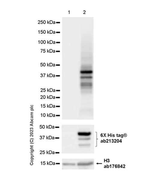 Western blot - Anti-Caspase-12 antibody [EPR27005-83] - BSA and Azide free (AB315272)