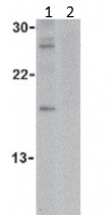 Western blot - Anti-Caspase-14 antibody (AB45415), expandable thumbnail