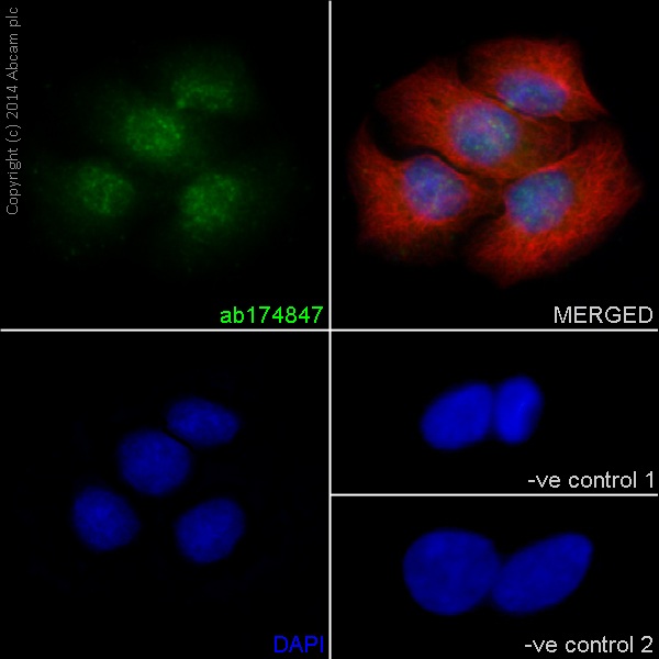Immunocytochemistry/ Immunofluorescence - Anti-Caspase-14 antibody [EPR12927] - BSA and Azide free (AB249835), expandable thumbnail