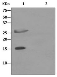 Immunoprecipitation - Anti-Caspase-14 antibody [EPR12927] - BSA and Azide free (AB249835), expandable thumbnail