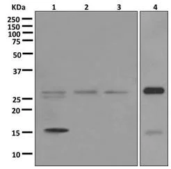 Western blot - Anti-Caspase-14 antibody [EPR12927] - BSA and Azide free (AB249835)